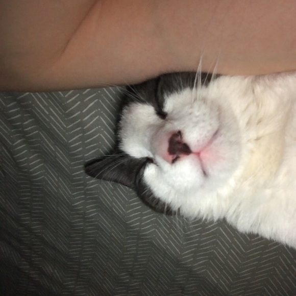 Meet your Posher, Rowan - Picture 1 of 1